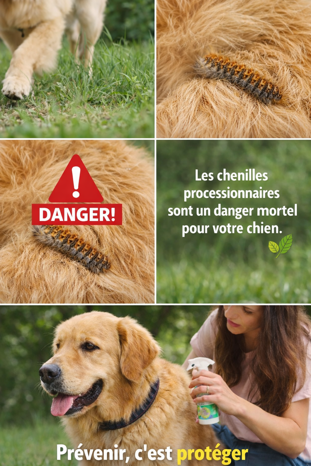 Lot de 6 peigne à puces et antichenilles avec dents haute résistance